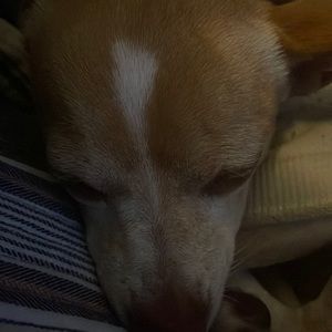 Meet your Posher, Vica